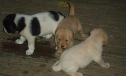 puppies 8 weeks old, started on dry food, will grow to be medium size dogs