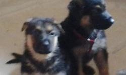 German Shepherd puppies, mother and father on premises, father from Czechoslovakia&nbsp;
Text me at 510-472-7714.&nbsp;