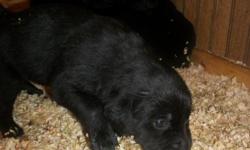 we have 10 black lab / rottwieller mix puppies, they are all black in color.&nbsp; there are&nbsp;2 females and 8 males. they will be ready to go in 2 weeks.&nbsp;&nbsp;they have not had any&nbsp; check ups or shots. This is a first come first choice