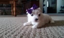 Beautiful Amazing Small Cuddly Puppies. Hypo allergenic Non Shedding Odorless. Perfect Pet and Companion. Wonderful Personalities. Sweet and Cuddly.. Extremely Smart. Lap Dog For Sure. Maltese, Chinese Pugs, ShihTzus, Morkies, 828-586-1842. Pictures at