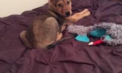 I have a 3 month old german shepherd mix puppy. He's male. He's a great puppy and super cute. I just don't really have the time for him trying to juggle two kids under 3. We got him about a month ago. He just turned 3 months two days ago. He's really