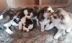 I have 5 husky puppy's. About 2 moths they ready to go to a new home their playful and cute I have 3 female and 2 male call or text if u want more pictures text me (619) 646 8086 thnx