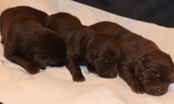 We currently have 1 female chocolate lab puppy for sale.&nbsp; She was&nbsp; born March 18th. The picture below are the chocolate female pups at age 8 days. One of the 3 pictured below is still available.&nbsp; She'll be ready for a new home May