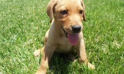 ATTRACTIVE LABRADOR!! Yellow Labrador, 8 week old male. This handsome fellow has a gold, silken coat and is big boned with huge paws, as his father is AKC (mother is not AKC, but is 100% full bred). He has a friendly and intent personality. In General,
