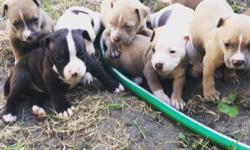 Beautiful Bully Pups - Pure Bred, Papered, Bax Blood Line
6 Males / 3 Females
&nbsp;