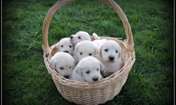 Pure Breed AKC Champion line English Cream Golden Retriever puppies available for sale.
Both parents are AKC registered with a pudigree...
Puppies were born 01/17/2015 and ready to go on 3/14/2015,
before they go, they will be de-wormed twice and will