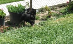 My Puppies are Pure Breed AKC German Shepherds. They are&nbsp;11 weeks old born on 02/04/2014. They are a Litter of (8) 3 Males and 5 Females. I recently sold (5) 1 Male and&nbsp;4 Females. My asking price is $800.00 for Males or the Female. So available