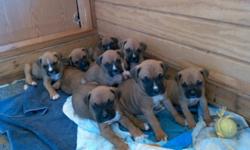 Pure Breed Boxer Puppies $300, Males And Females, Tales Are Docked, Both Parents On Site, Call Cesar Cruz For More Information (909)437-8281