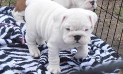 We have a beautiful litter of English bulldog Available!!! 3 females and 4 males available. There were 7 babies in this litter and they are all pretty wrinkly and stocky.
Homeraised english bulldog puppies available to loving homes. The have a