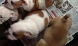 We have 4 pure breed English Bulldog. They very playful and love children's loves chewing toes plays with mum eating food and drinking water just getting own personalities now loves cuddles .They looking for a lovely forever homes now. All have fantastic