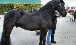 This is a seven year old dream Friesian, and measures just under 17 hands. He is trained to drive and is competing successfully in Training Level dressage. His canter departs and transitions are flowing and the trot is exceptional. He did all training 1st
