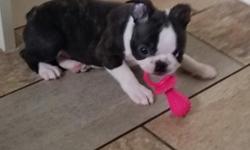 A rare and gorgeous Purebred Boston Terrier puppies. males and
females, with fathered, by KC Grand Champion. These puppies are
extremely affectionate, and sweet, and they, will be amazing friends,
for the whole family. They also, have great award