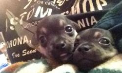 Purebred miniature chihuahua twin puppies born on 11/27/2013 (Thanks Giving). Both are black with brown markings and first shots included. Parents on site. No papers but both are microchipped. Both are great with children and love to cuddle. Both are