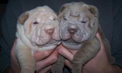 Our Sire and Dam originate from Epic Shar Pei. All our puppies are excellent quality Shar Pei and have recently bred to produce a fine litter of females . Currently available puppy .... one Cream Dilute. She is up to date on her immunizations and the