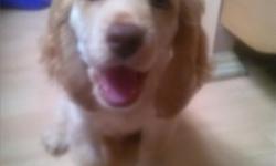 I have a 2 and a half month old purebred american cocker spaniel for sale. He loves children any age, he is very sweet and playful, his tail isnt docked. There is fee of $350, he has his shots and deworming and will come with everything like his toys,