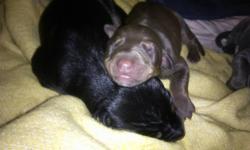 Born November 5,2014 excepting deposit to hold your next loving family member 1 pup left 1 &nbsp;Red & Rust female tail & dew claws done will have 1st shots & deworming prior to being picked up, mom is Red & Rust & is on premises dad is Black & Tan & is