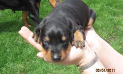Taking a $100 Deposit now on our beautiful 100% Purebred Doberman Puppy. He's 5 weeks old & red/rust. He's had his tail docked & dew claws removed. He'll have up to date shots & wormings before he goes home by 7-16-11 at 8 weeks. He's very sweet & loves