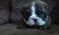 Female red brindle English Bulldog for sale. Ready to go August 20th. AKC papers vet checked, all shots and has a microchip. Very social mother and father family pets.