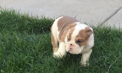 Blue fawn English bulldog. Champion bloodlines. AKC if you're interested give me a call. He would be a great addition to any home.&nbsp;