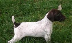 I am taking deposits for my GSP pups. They were born&nbsp;June 27th and will be ready to go late August. They will be dewormed and have first shots. Pups are purebred but are not papered. $350 deposit $50. If interested please contact Emily at 208 546