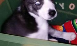 I have a Husky female 8 weeks old very adorable blue eyes no shipping please only local serious buyers please email