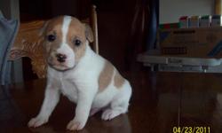 I have 4 Purebred Jack Russell puppies 5 weeks old. 3 brown/white males, 1 black/white female. Hurry they'll go fast! Asking $250 for the female and $225 for the males.Have first shots. Extremely good rock-chuck and rabbit dogs. Mother even herds our