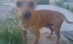 1 1/2 year old Chihuahua. Shots, house broken, and not spade. Brown and beautiful. Moving and can't keep $75 or best offer.