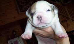 IOEBA REGISTERED KENNEL. I HAVE 1 FEMALE & 4 MALES BORN APRIL 12,2011. PUPS HAVE HAD TAILS DOCKED & DEW CLAWS REMOVED. THEY WILL HAVE THIER FIRST SHOTS AND BEEN WORMED BEFORE LEAVING OUR HOME. OUR PUPPIES ARE FROM GOOD BLOODLINES; VERY BULLY LOOKING;