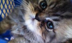 Purebred Persian Kittens. I have 6 kittens - 2 Females, 4 males, 9 wks old. Very playful and affectionate, well socialized, eating dry food and litter boxed trained. Have been raised with children and other pets. Health Guarantee is given with each