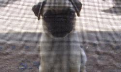 PUREBRED PUG PUPPY 11 WEEKS OLD FEMALE
She has her first shots
Call 530-383-1082