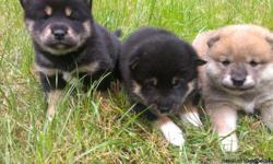 Adorably cute purebred Shiba Inu puppies! 1 male 2 females; one of the black/tan pups is male. Both of the parents have great attitude/personality and have great characteristics and excellent dispositions the pups are sure to inherit. The pups are very