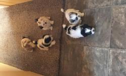 look like little teady &nbsp;bears . Hypoallergenic non&nbsp;shedding . Posh lap dogs. Each pup comes with vet record. First shots deworm. No flees. Health wellness check up. 3 girls left 1 boy. Call 423-333-6250