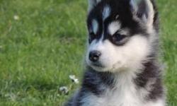 &nbsp;
Adorable Siberian Husky puppies Available
The babies will be coming with all vet records
,health guarantee,play toys ,diapers and a handbook
&nbsp;explaining their diet type, care and how to make
them become fun of new people and places.please