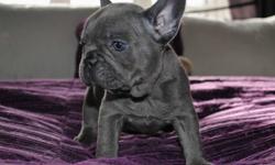 Purebred french bulldog puppy for adoption. Beautiful white puppy, will be 4-6 lbs full grown. Come with puppy vaccinations, registration papers, health records, and lifetime breeder support. Spoiled and handled daily, it is well socialized with wonderful