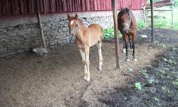 We have two beautiful SE Arabian colts, will be greys when mature, they can be weaned in July. Very excellent breeding, they can be registered, great conformation, will mature 15 hands. They have been handled since born, very friendly and Love attention!