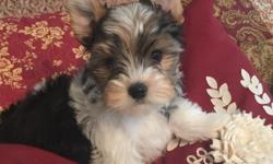 Gorgeous 10 week old parti male and traditional male yorkie pups.&nbsp; Very smart, non allergenic, non shedding,&nbsp; Raised in my home.&nbsp; Parents on site.&nbsp; 4065297726