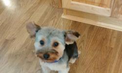 Located in Helena. Purebred Yorkshire Terrier. Female one year old. Black and tan. Is still being potty trained if keeping an eye on her she does pretty good and you can catch her before she messes. Loves being outside and laying on your lap. Shots are
