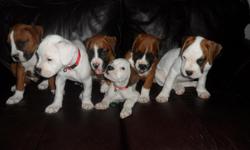 Purebreed boxer. 3 Males 3 Females . 8 weeks . Tails, shots , dewormeds and claws done. Looking for a loving family. Show quality dogs with just the right temperament. Mom and dad are on site. Mom is white&nbsp; and dad is fawn, amazing dogs .&nbsp;
