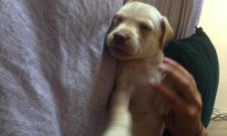 labradors puppies color cream males 3 left! parents in premises!! ready to go home text 6262395135