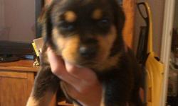 Rottweiler puppies born May 6 to Mother and Father on Site. Dad is German and Mom is American Rottweilers. Not papered but are purebreed. Tails and dewclaws done, on Science diet puppy food and will have first shots before they go to there new homes. She