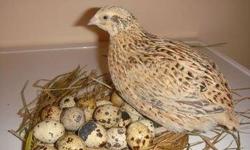I have quails for sale, jumbo size, regular size brown, golden, white, chocolate, tuxedos, $30.00 a pair they are all adults already laying eggs, call me for details 6264176192 se habla espanol.