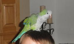 Beautiful, female quaker parrot, with a great personality, talks and laughs!
