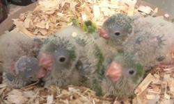 We are currently hand feeding 4 super sweet green quaker babies. They are $150 each FIRM. We are accepting deposits of $50 to hold one until it is weaned. www.ArtemisAviary.webs.com
&nbsp;
Located in Milton, Florida