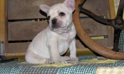 Quality AKC French Bulldog puppies available. We currently have three gorgeous males and three beautiful females to choose from. Many colors are available! Our puppies are raised in our home and have been well socialized. Prices start at $1,500.00 Our