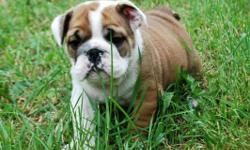 Happy and healthy English Bulldog Puppies. Quality bloodlines.Puppies are happy,healthy playful, healthy and very well socialized. AKC registered, UTD on vaccinations, dewormed, vet checked, Written health guarantee. Our Bulldogs get a A+ At Bulldog