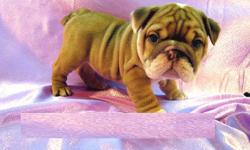 Quality English Bulldog Puppies. Phone:
. All pups are up-to-date on all age appropriate shots and worming and come with a 1 year Health Guarantee. Our Bulldog puppies are very well loved and socialized, with outstanding temperaments and health.. We