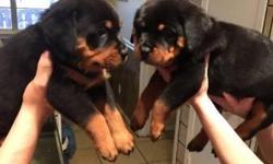 Quality Rottweiler puppies for sale 2 boys 2 girls.both parents are here and can both be seen, with great temperaments, they are both kennel reg,and are both brought up around children's,puppies will be wormed up to date and will have four weeks insurance