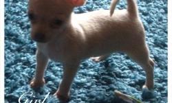 I have two little treasures waiting for a forever home, one quality blue/fawn smooth coat boy $700 and one quality blue/fawn smooth coat girl $750 who is very tiny (teacup) ****READY NOW**** both are being wormed on panacur and are now weaned and ready to