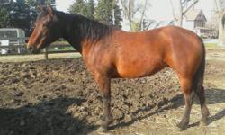 Bay, 6 yrs. Old, friendly, rideable. Beautiful horse!
