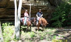 16 Year Old, approx 15.5-16 hands high, been riding trails of Big South Fork, good strong hoof and has been ridden bare footed or with shoes. Rides good alone. Needs experienced rider. The Bay horse on the left is Jerry. We were on a ride with Garth